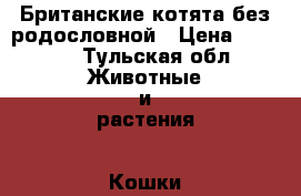 Британские котята без родословной › Цена ­ 1 500 - Тульская обл. Животные и растения » Кошки   